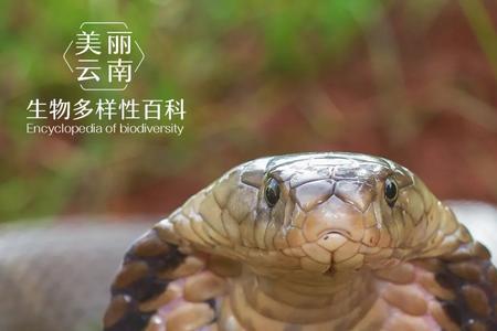 蛇的嘴巴叫做什么