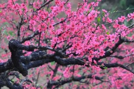 桃花连成一片像什么
