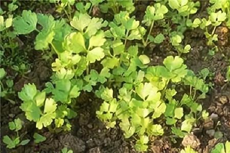 露天种植10亩芹菜成本