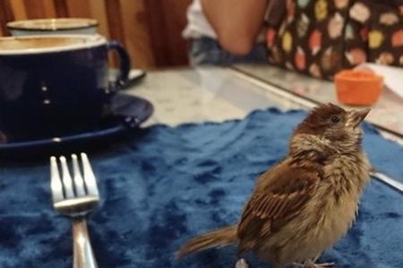 猫咪捉麻雀犯法吗
