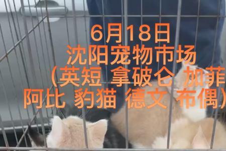 阿比和德文养哪个聪明