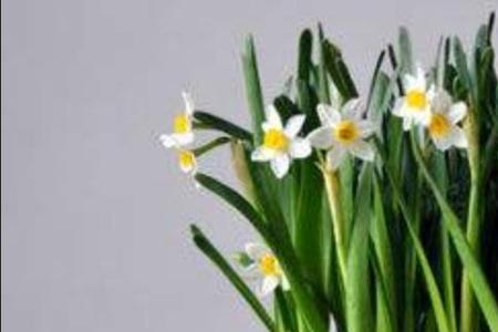 花香水仙特点