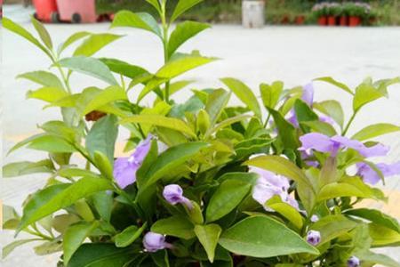 双色茉莉的种子怎么才能种出来