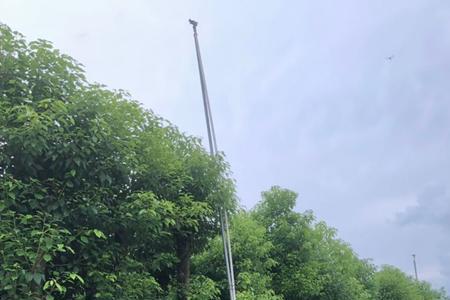 白樟树与红樟树有何区别
