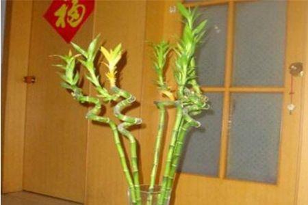 发财竹应该放在什么位置最好