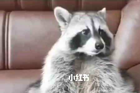 小浣熊怎么样