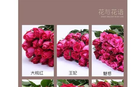奥西莉亚玫瑰花语
