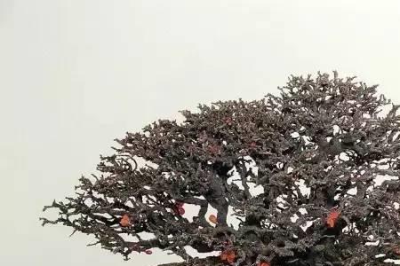 长寿梅结果吗
