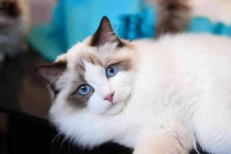 布偶猫湿粮吃多少