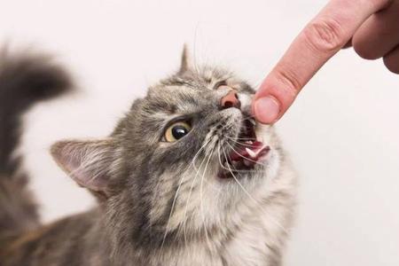 猫挠爪子是什么意思