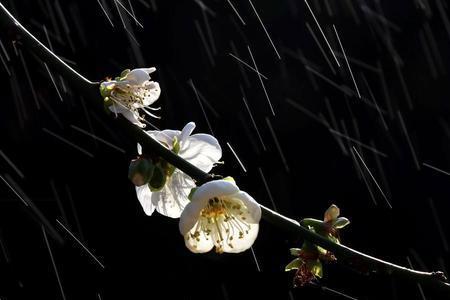 雨外黄昏花外晓赏析
