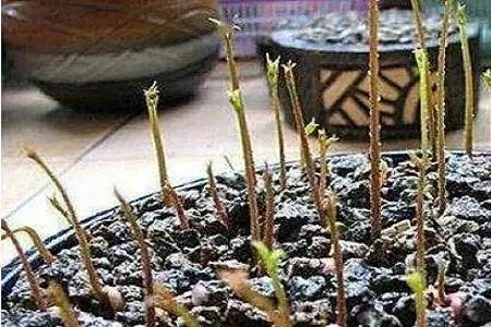 冰冻过的荔枝种子会发芽吗