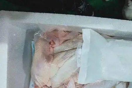 活鸽子怎么退毛