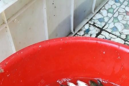 小红鱼喂什么食
