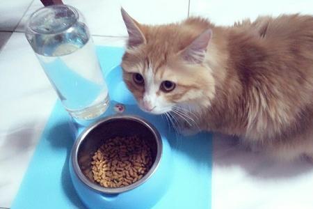 不给小猫吃东西它会记仇吗