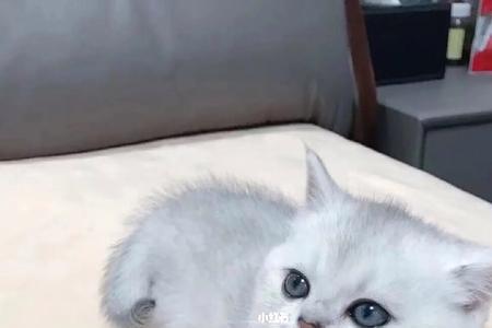银渐层猫几个月能生