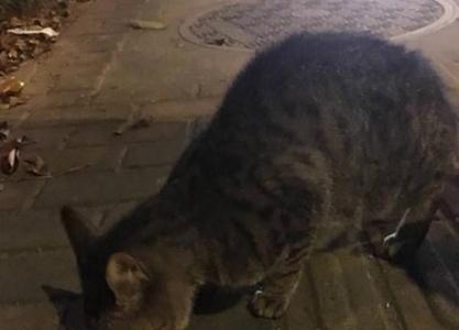 猫吃几根火腿肠会饱