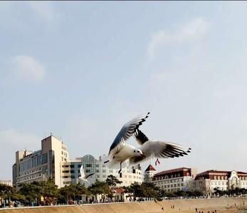 栈桥海鸥是从哪来的