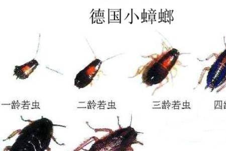 白天找蟑螂的最佳方法