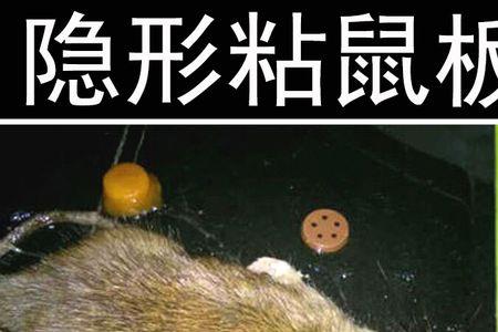 粘鼠板猫会挣脱吗
