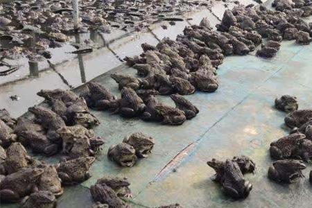 泰国虎纹蛙多大可以分公母