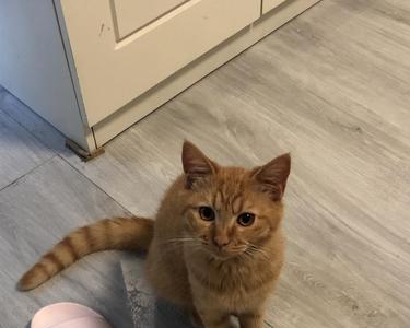橘猫和蓝猫眼睛的区别