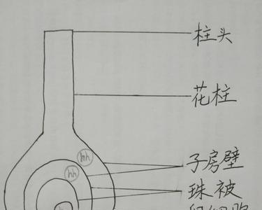 什么是纺锤体都有什么组成