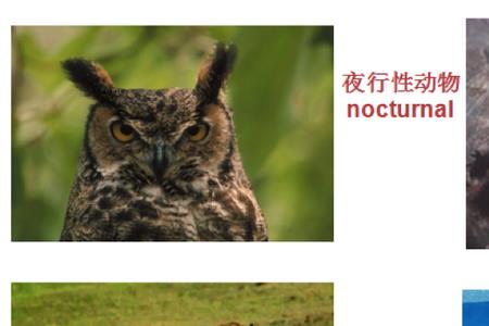 动物行为与动物生理活动的区别