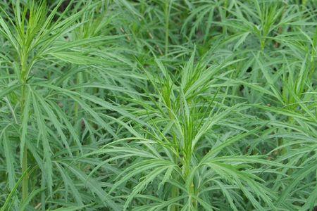 芦蒿满地芦芽短的芽组词