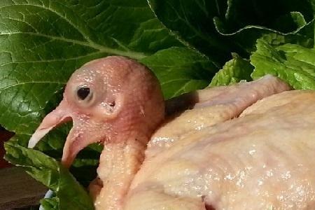 网上买的鸽子肉能吃吗