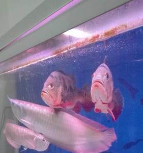 一条银龙鱼和几条招财鱼最好