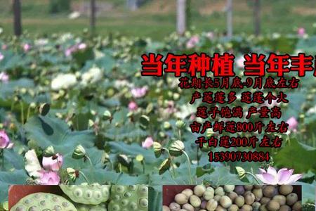 莲子能种出藕当年能收藕吗