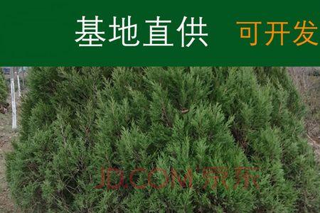 柏树苗移栽后能用复合肥吗