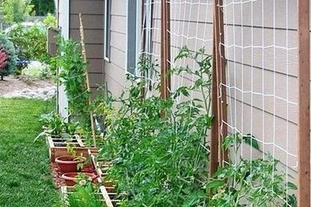 拼多多种菜升级了要种几次能收