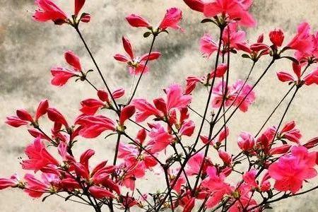映山红开花时间一般是什么时候