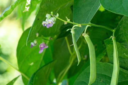 眉豆种植株行距