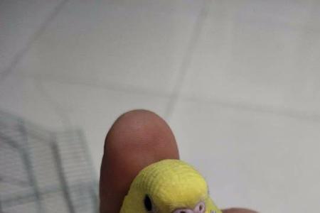 金彩虎皮鹦鹉怎么分公母