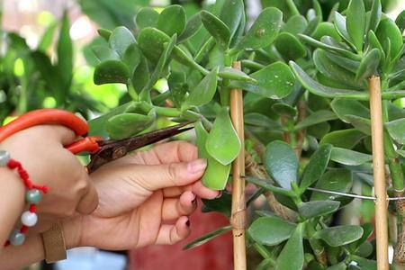 栽玉树的正确方法
