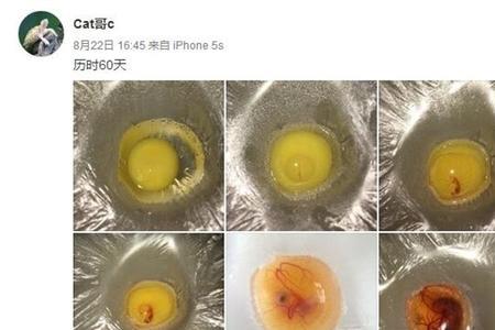 如何辨别乌龟蛋是否孵化出来