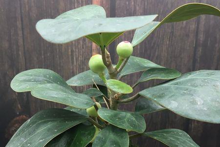 室内养苔藓禁忌