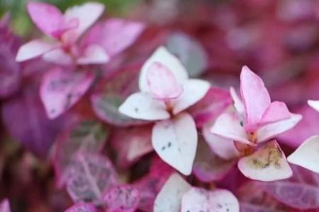 形容花能不能用斑斓