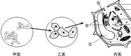 操纵细胞器的核心是什么