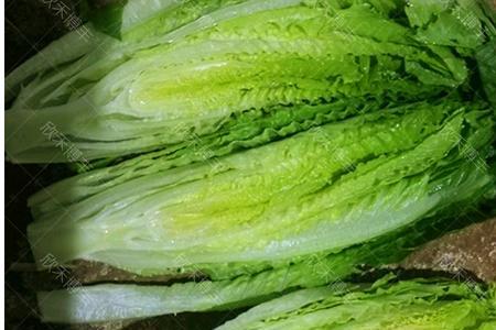 罗马生菜孔雀菜什么时候种