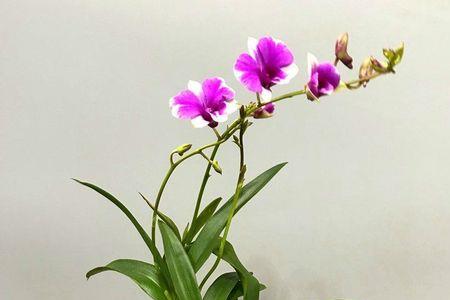 石斛兰一株能开几次花