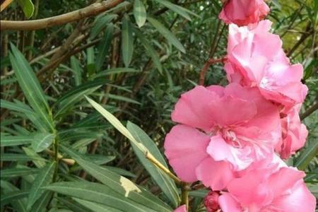 裙带菜里的盐变粉色了能吃吗