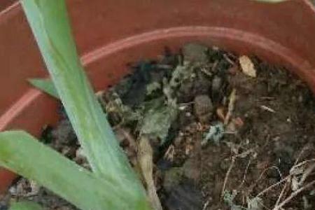 花盆里面放点蚯蚓会不会往外爬