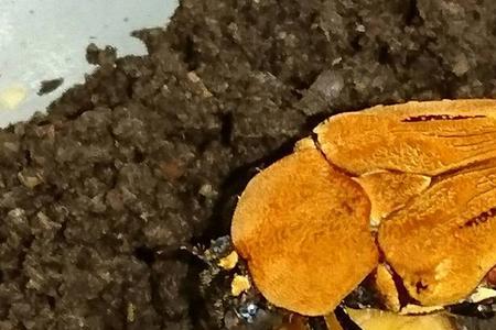 白金花金龟的繁殖