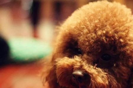 几年的泰迪犬智商最高