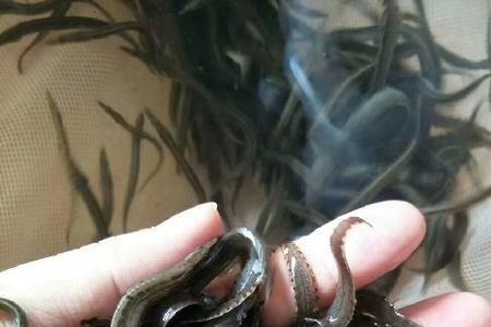 刀鳅可以在北方养殖吗