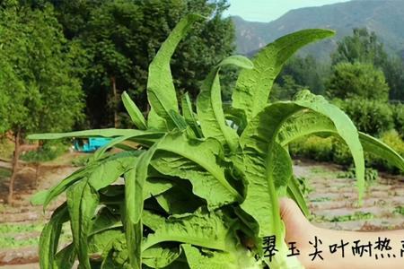 东北像莴笋一样的是什么